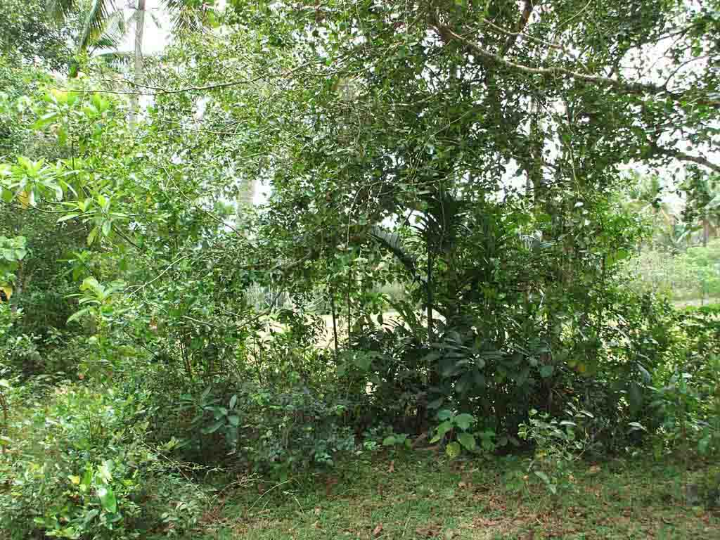 Gampaha Land for sale/rent
